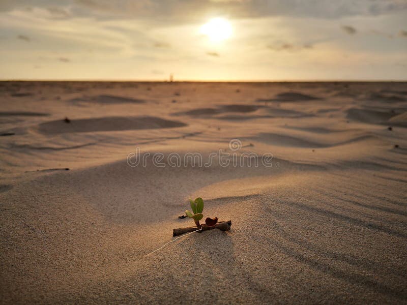 Una hoja minúscula de la flor de la correhuela crecida en la playa arenosa con el fondo de la opinión de la puesta del sol fotografía de archivo libre de regalías Una hoja minúscula de la flor de la correhuela crecida en la playa arenosa con el fondo de la opinión de la puesta del sol fotografía de archivo libre de regalías