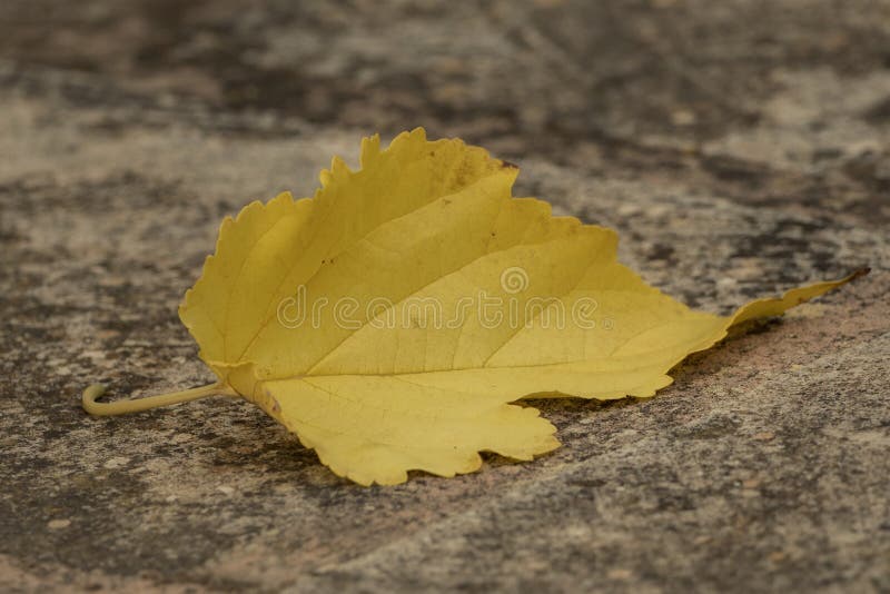 Una hoja otoñal amarilla en piedra fotos de archivo Una hoja otoñal amarilla en piedra fotos de archivo