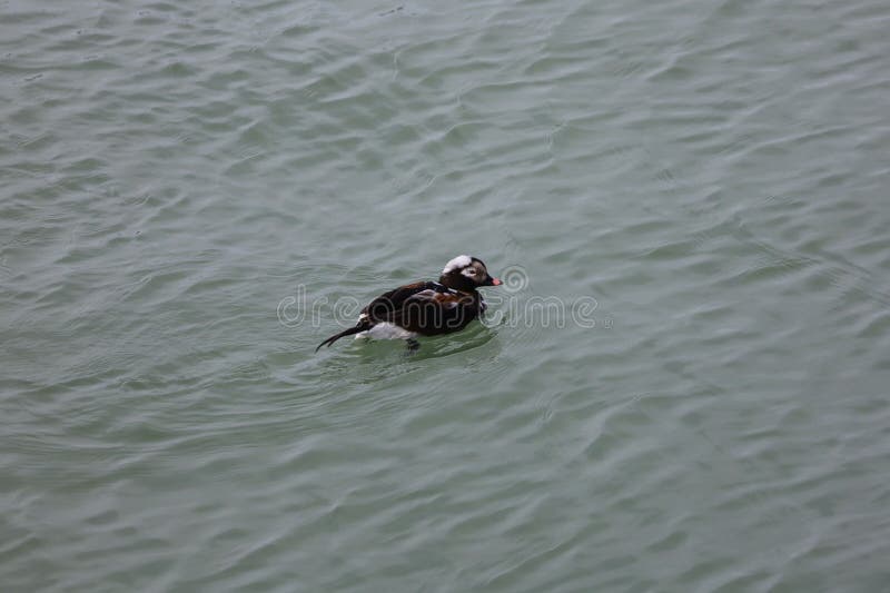 Una imagen de una inmadura pato longtailandés. fotos de archivo