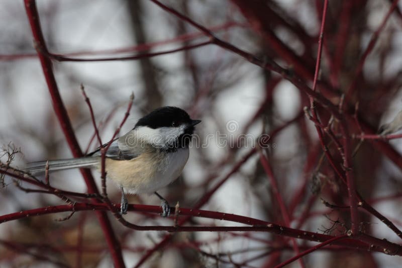 Una imagen de un pollo con chapa negra encaramado en una rama de Dogwood. foto de archivo