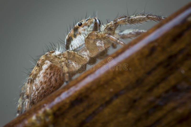 Una imagen macro de una araña que salta al borde de una mesa foto de archivo libre de regalías Una imagen macro de una araña que salta al borde de una mesa foto de archivo libre de regalías