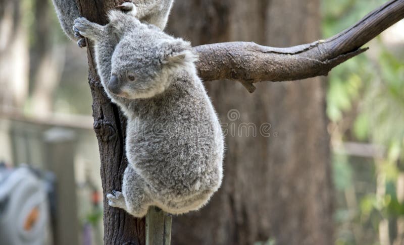 Una koala del joey. La koala del joey está intentando ir abajo del árbol