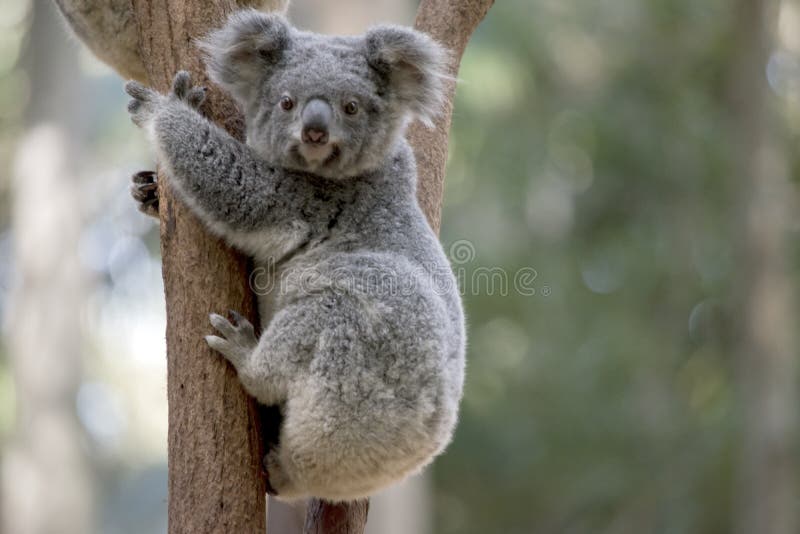 Una koala del joey fotografía de archivo