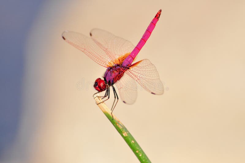 Una libellula dentellare fotografie stock libere da diritti Una libellula dentellare fotografie stock libere da diritti