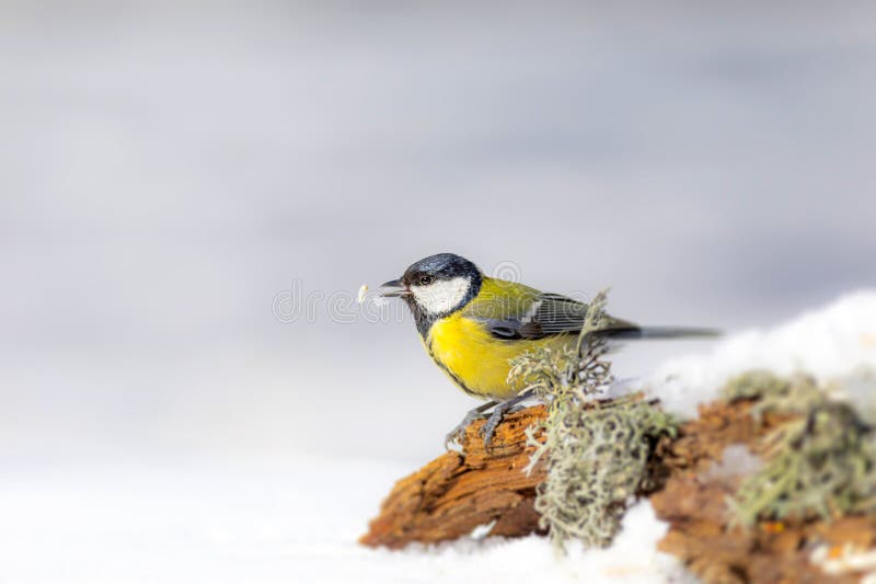 Una linda teta fotografiada durante el invierno. Fondo natural. Pájaro : Gran teta. Parus major. foto de archivo libre de regalías