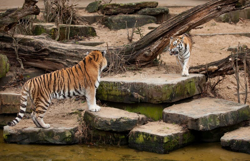 Una lotta di due tigri siberiane immagini stock libere da diritti Una lotta di due tigri siberiane immagini stock libere da diritti