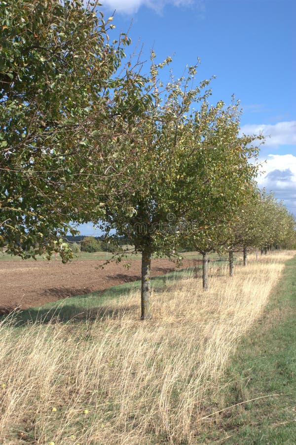 Una línea mezclada de árboles frutales foto de archivo libre de regalías Una línea mezclada de árboles frutales foto de archivo libre de regalías