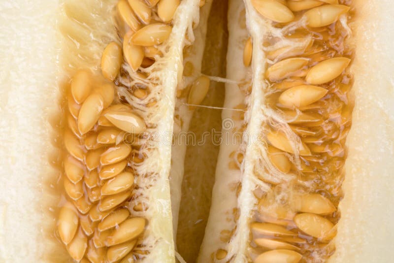 Una macro immagine dei semi del melone Melata succosa dolce Melone fresco, maturo, crudo e dolce Fondo giallo-chiaro del cantalup fotografia stock libera da diritti Una macro immagine dei semi del melone Melata succosa dolce Melone fresco, maturo, crudo e dolce Fondo giallo-chiaro del cantalup fotografia stock libera da diritti