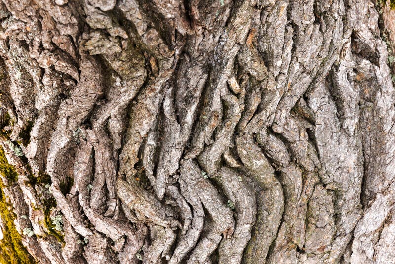 Una macro scattata che mostra dettagli complessi e trame profonde immagini stock