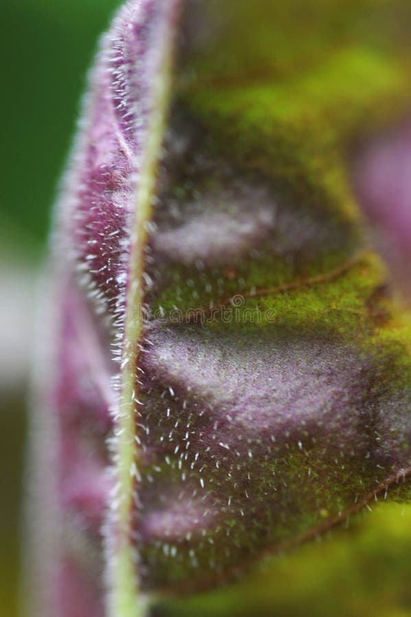 Una macro vista di una foglia turca del plantano fotografia stock Una macro vista di una foglia turca del plantano fotografia stock
