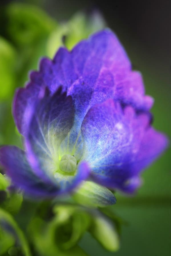 Una macro vista di un fiore porpora dell'ortensia immagini stock Una macro vista di un fiore porpora dell'ortensia immagini stock