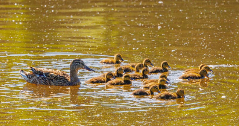 Una Madre Anatra e le sue adorabili culate nuotano insieme nell'acqua di ascolto. fotografia stock libera da diritti