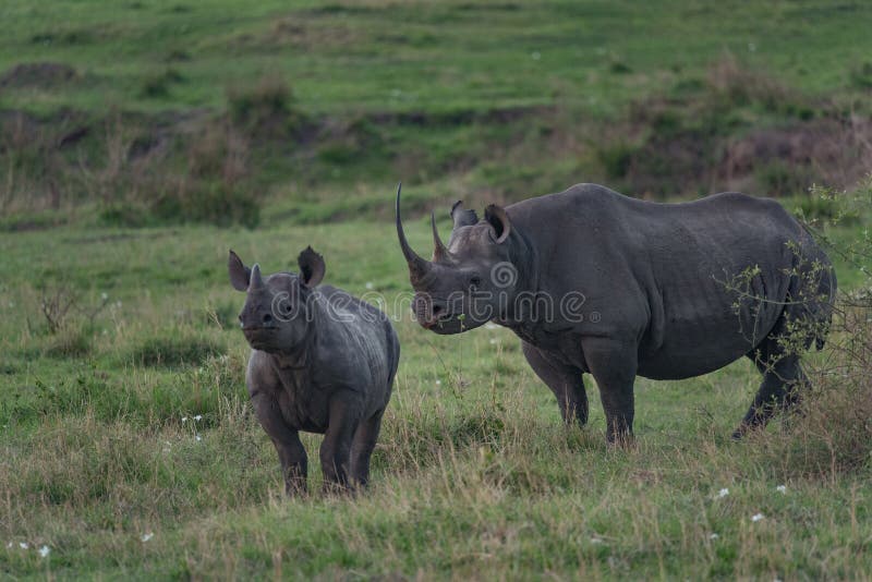 Una madre negra del rinoceronte y su cachorro que caminan en los llanos del SE foto de archivo Una madre negra del rinoceronte y su cachorro que caminan en los llanos del SE foto de archivo