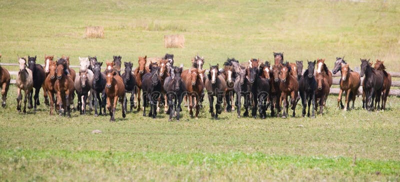 Una manada de caballos jovenes foto de archivo Una manada de caballos jovenes foto de archivo