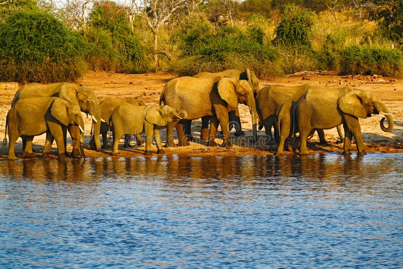 Una manada de los elefantes africanos que beben en un waterhole que levanta sus troncos, parque nacional de Chobe, Botswana, Áfri fotos de archivo Una manada de los elefantes africanos que beben en un waterhole que levanta sus troncos, parque nacional de Chobe, Botswana, Áfri fotos de archivo