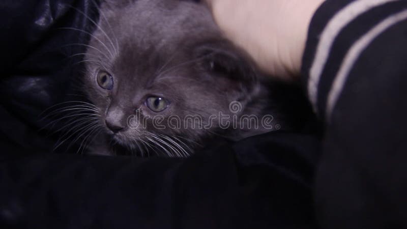 Una mano humana acariciando un lindo gatito gris almacen de video