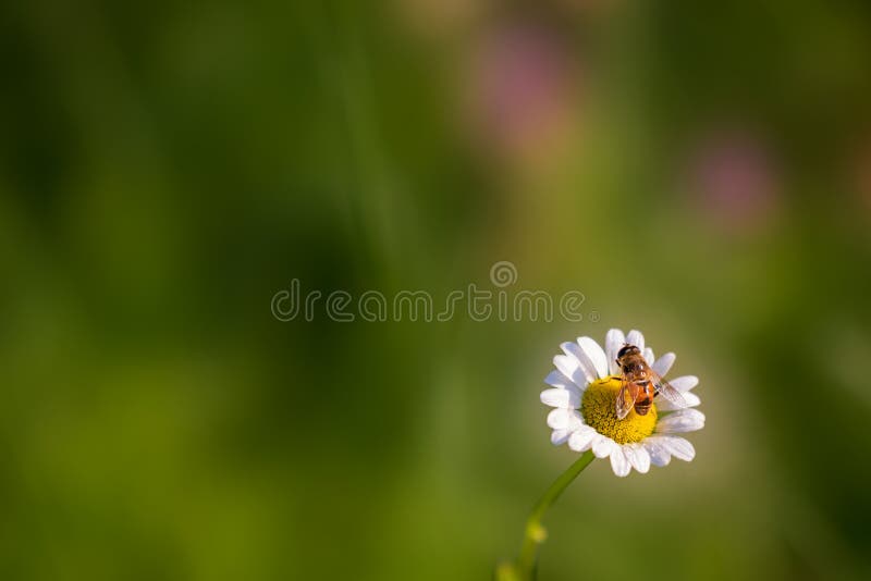 Una margherita sul prato illuminato dal sole radia con un'ape da miele fotografie stock Una margherita sul prato illuminato dal sole radia con un'ape da miele fotografie stock