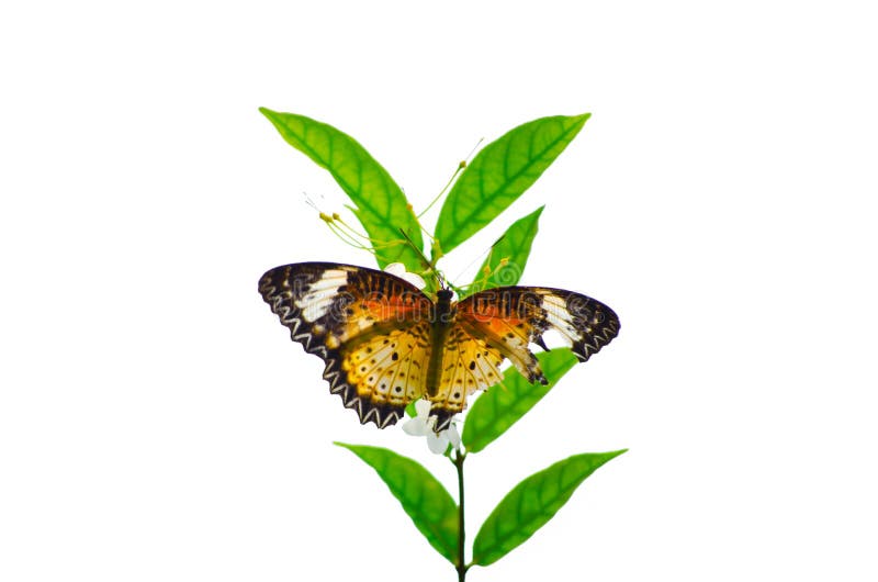 Una mariposa anaranjada del ala quebrada se encaramó en una rama verde del árbol aislada en el fondo blanco fotografía de archivo Una mariposa anaranjada del ala quebrada se encaramó en una rama verde del árbol aislada en el fondo blanco fotografía de archivo