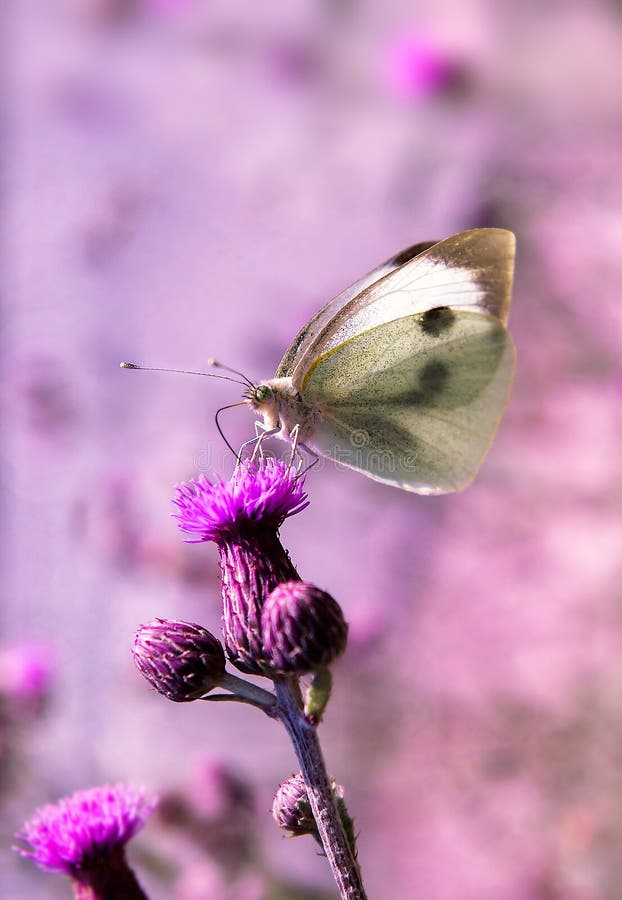 Una mariposa colorida se está colocando en un pedazo de lavanda imagenes de archivo Una mariposa colorida se está colocando en un pedazo de lavanda imagenes de archivo