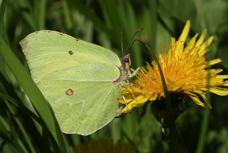 Una mariposa imponente del azufre, rhamni de Gonepteryx nectaring en una flor amarilla del diente de león fotos de archivo Una mariposa imponente del azufre, rhamni de Gonepteryx nectaring en una flor amarilla del diente de león fotos de archivo