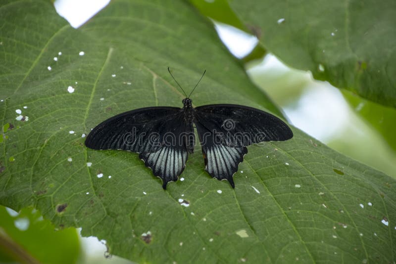 Una mariposa púrpura Rojo-manchada, arthemis del Limenitis se sienta en un helecho foto de archivo Una mariposa púrpura Rojo-manchada, arthemis del Limenitis se sienta en un helecho foto de archivo