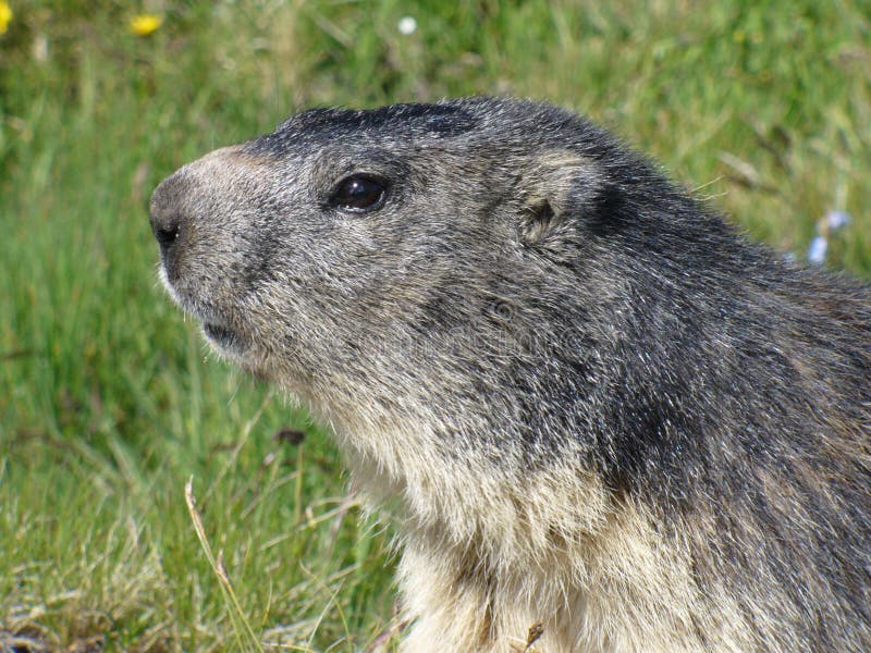 Una marmotta nelle alpi francesi fotografie stock Una marmotta nelle alpi francesi fotografie stock
