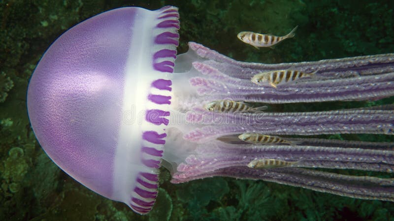 A beautiful Thystanostoma flagellatum jellyfish off the coast of Komodo national park. A beautiful Thystanostoma flagellatum jellyfish off the coast of Komodo national park