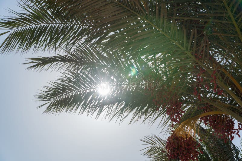 Una mirada en el sol de debajo la palma datilera fotos de archivo Una mirada en el sol de debajo la palma datilera fotos de archivo