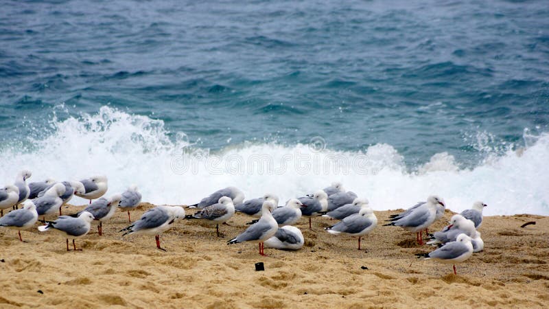 Una moltitudine di gabbiani su Bronte tempestoso tira, Sydney, Australia immagini stock Una moltitudine di gabbiani su Bronte tempestoso tira, Sydney, Australia immagini stock