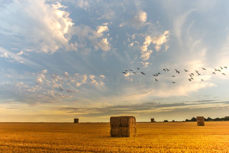 Una moltitudine di oche sopra un fieno soleggiato sistema fotografia stock Una moltitudine di oche sopra un fieno soleggiato sistema fotografia stock