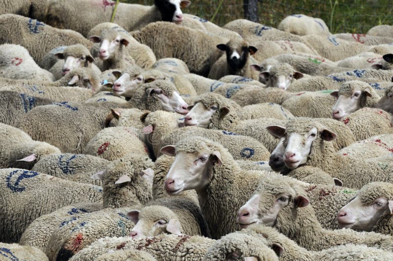 Una moltitudine di pecore