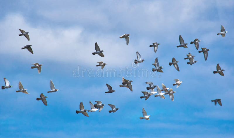 Una moltitudine di piccioni in volo contro un cielo blu