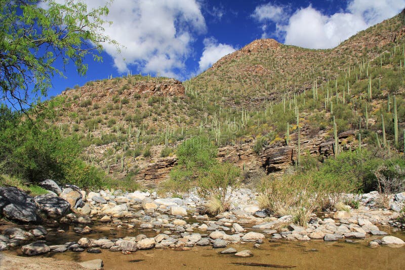 Una montagna del saguaro in canyon dell'orso in Tucson, AZ immagine stock libera da diritti Una montagna del saguaro in canyon dell'orso in Tucson, AZ immagine stock libera da diritti
