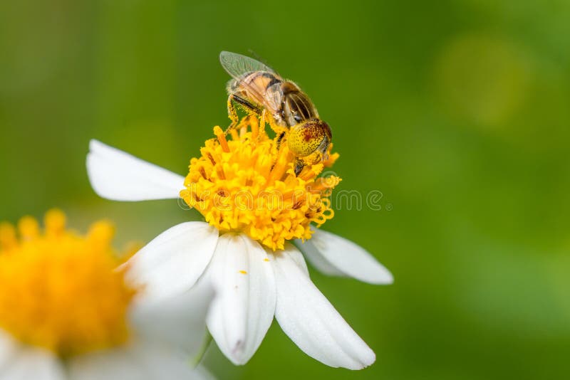Una mosca dello syrphid che raccoglie polline fotografie stock Una mosca dello syrphid che raccoglie polline fotografie stock