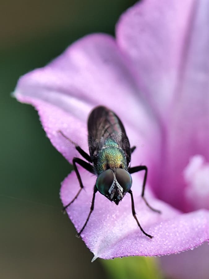 Una mosca metallica verde e nera con occhi iridiscendenti poggia su un petale di fiore viola morbido catturato in un punto di chiu fotografia stock