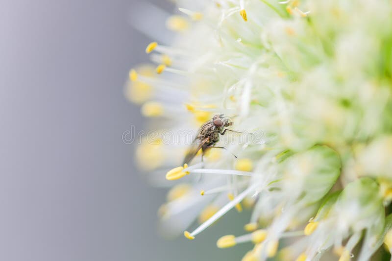 Una mosca ordinaria se sienta en la flor de una cebolla fotos de archivo Una mosca ordinaria se sienta en la flor de una cebolla fotos de archivo