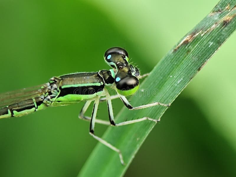 Una mosca verde accucciata su una lama d'erba. Chiusura dettagliata di un insetto acquatico delicato. fotografia stock libera da diritti