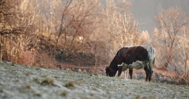 Una mucca marrone che mangia erba in una mattinata gelida