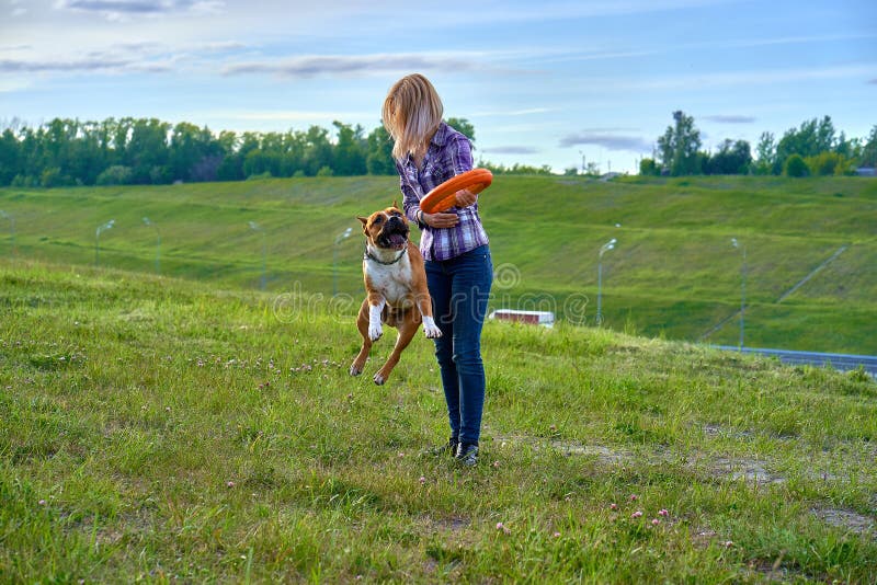 Una muchacha rubia joven está entrenando a un perro del americano Staf de la raza foto de archivo