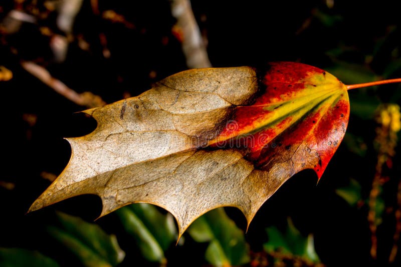 Hoja quemada foto de archivo. Imagen de hoja, hojas 106689888