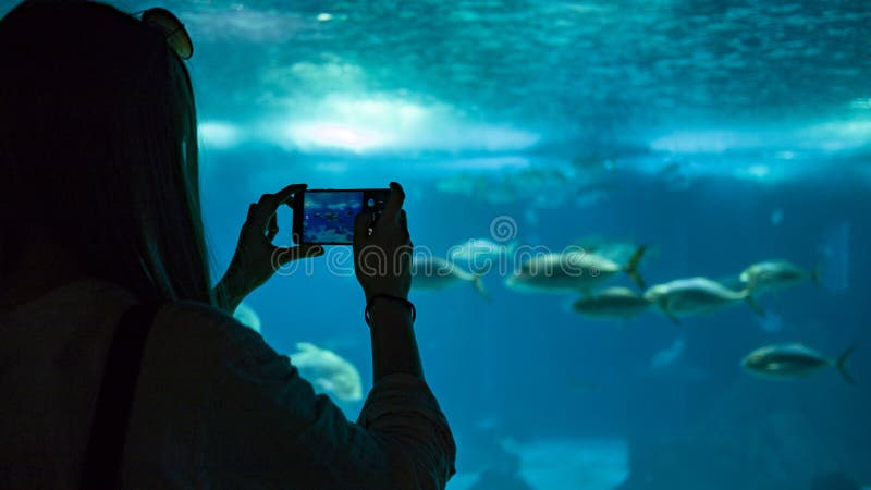 Una mujer que hace la foto de los pescados debajo del agua imagenes de archivo Una mujer que hace la foto de los pescados debajo del agua imagenes de archivo