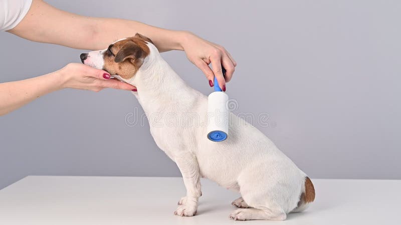 Una mujer usa un rodillo pegajoso para quitarse el pelo en un perro almacen de video