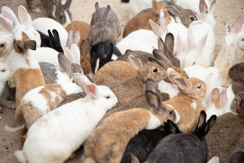 Una Multitud De Conejos De Varios Tamaños Multicolores Foto de archivo -  Imagen de animal, amigo: 150938946