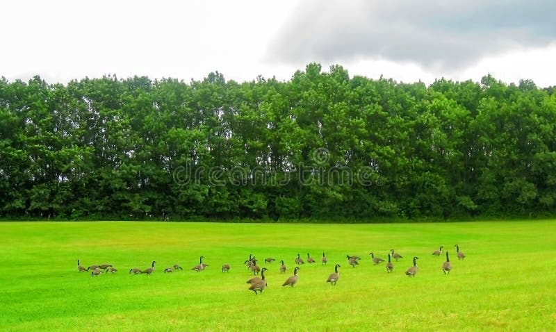 Una multitud de gansos en campo fotos de archivo libres de regalías