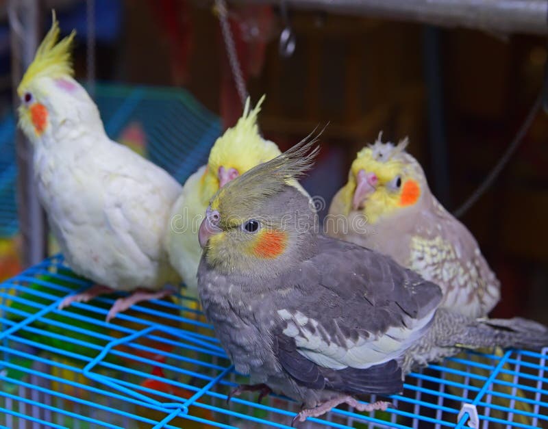 Una multitud de los pájaros del Cockatiel para la venta en el pájaro cultiva un huerto Hong Kong