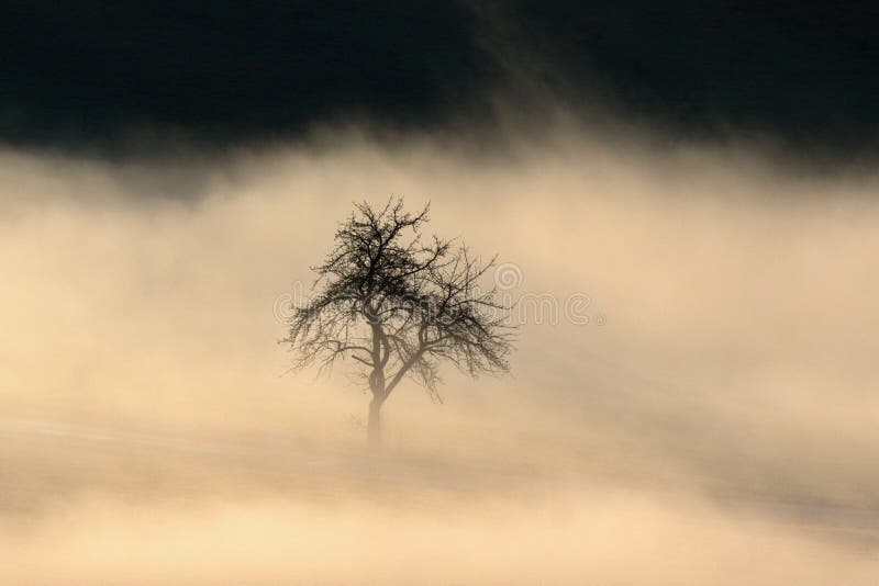 Una nebbia misteriosa e mozzafiato a distanza è un albero solitario