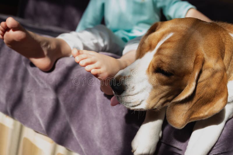 Una niña linda abraza a un perro beagle sentado en la cama imagenes de archivo