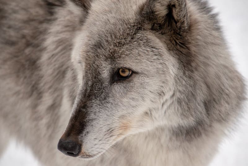 Featured image of post Fotos De Perfil De Lobos Blancos Debes tener un n mero de tel fono en tu perfil para publicar