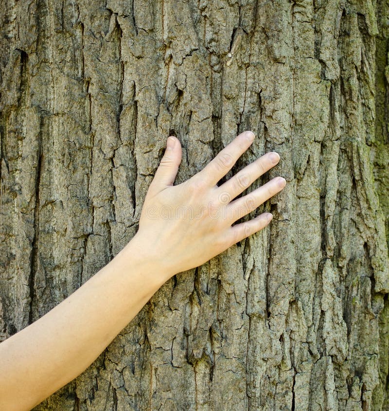 Una opinión del primer de una mano que toca el tronco y la corteza de un árbol fotos de archivo