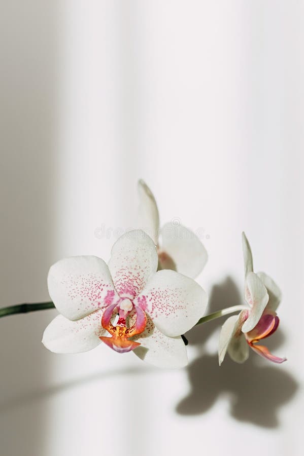 Una Orquídea En Llamas, Sombras En La Pared Marco Vertical Enfoque  Selectivo Cerrar, Copiar Espacio Imagen de archivo - Imagen de decorativo,  sombra: 165114487